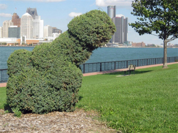 Ontario vandal sculpts bushes into enormous penises. 